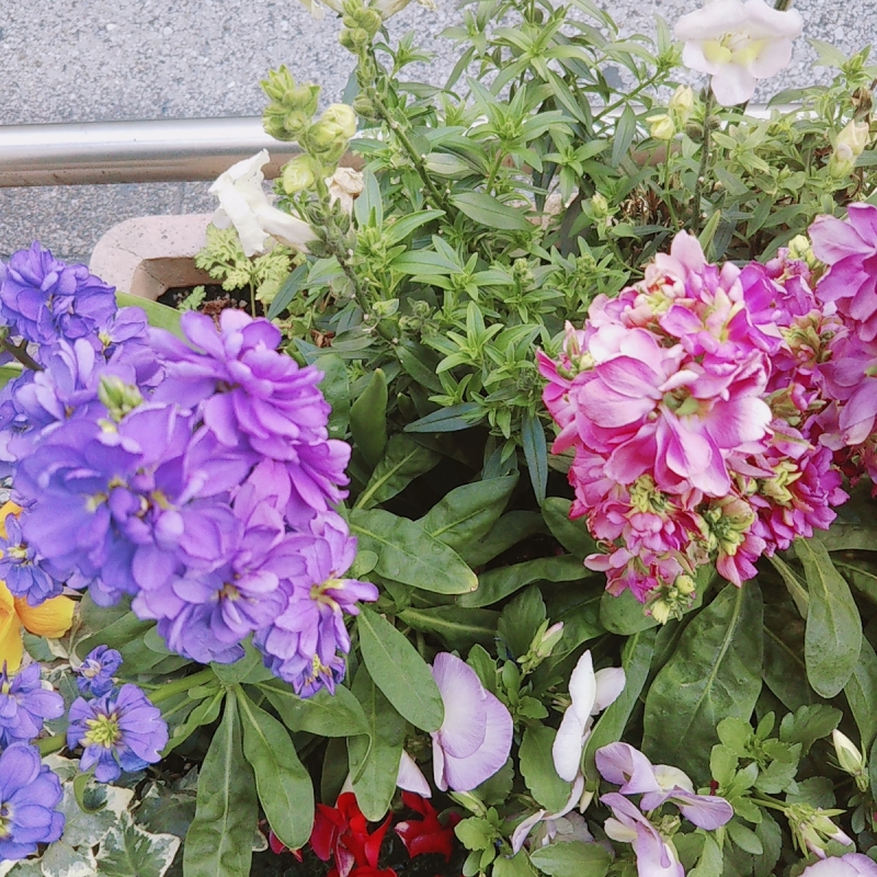 完熟ばなな新宿 みゆです*